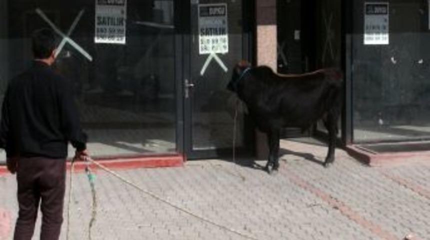 Ankara&rsquo;da ka&ccedil;an boğaya taksimetre bile yetişemedi