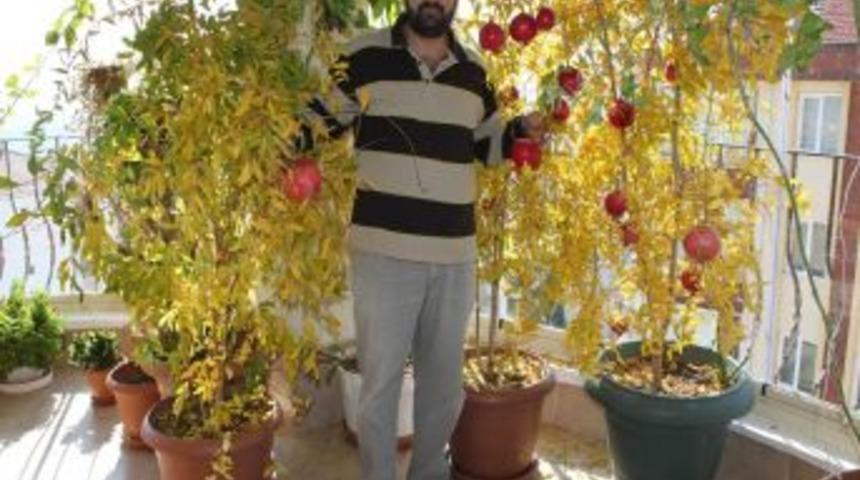 Balkonunu bah&ccedil;e yaptı, nar yetiştiriyor