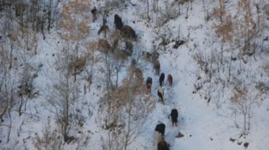 Muş’ta hayvan göçü başladı