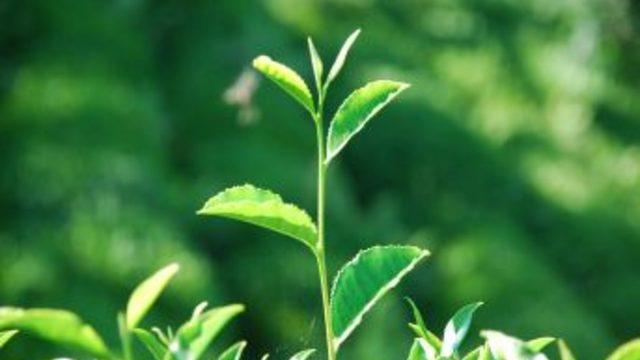 Rize’de çayın 2023 vizyonu tartışılacak