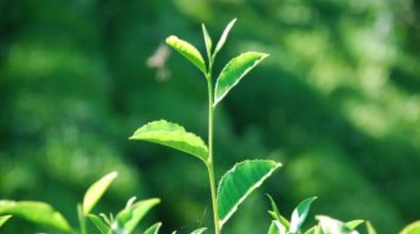 Rize’de çayın 2023 vizyonu tartışılacak