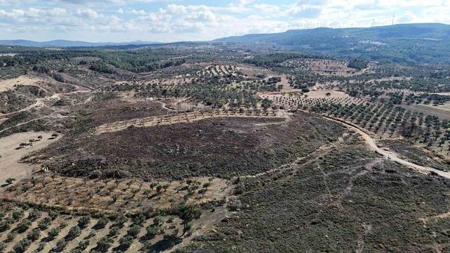 Çanakkale’de yanan ormanlar küllerinden doğuyor