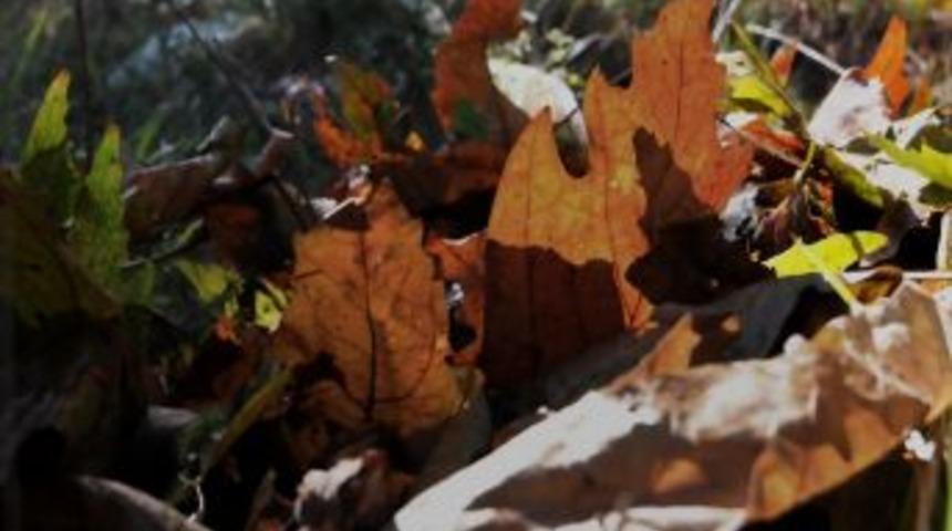 D&ouml;k&uuml;len yapraklarla doğal g&uuml;breleme y&ouml;ntemi