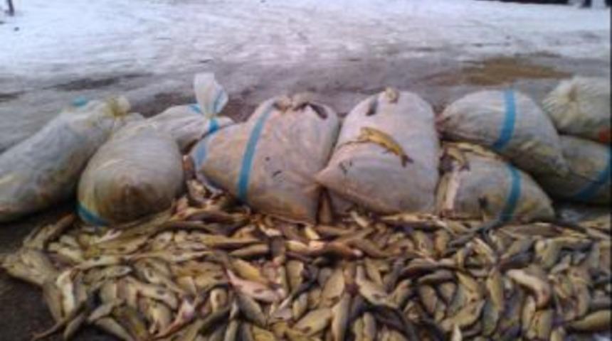 Erzurum'da ka&ccedil;ak avlanan bin 100 kg balığa el konuldu