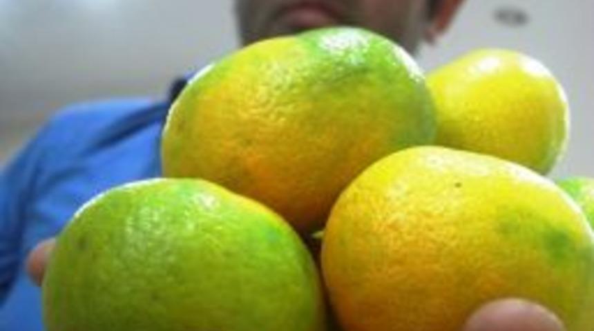 Afrika&rsquo;dan Erzin portakalını tanıtmak i&ccedil;in geliyorlar