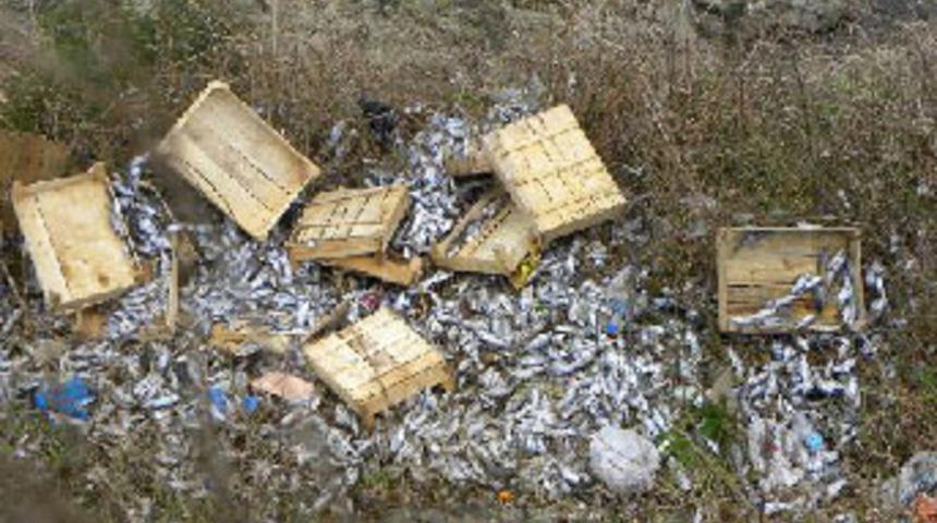 İstanbul'da çinekop katliamı