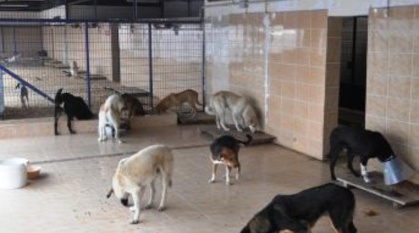 Sokak k&ouml;pekleri elektrikli sobalarla ısıtılıyor