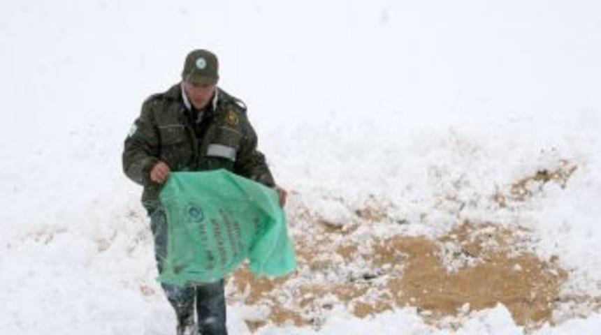 Tweeter'daki mesaj a&ccedil; geyikleri &ouml;l&uuml;mden kurtardı