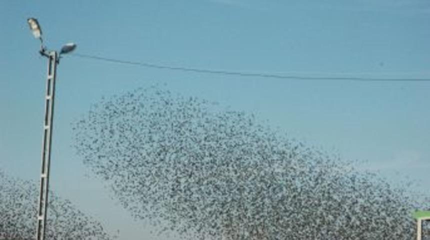 Sığırcıkların g&ouml;k y&uuml;z&uuml;ndeki dansı b&uuml;y&uuml;l&uuml;yor