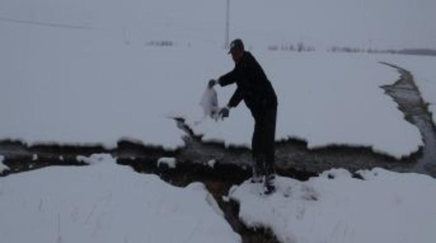 Yabani hayvanlar, bırakılan yemlerle korunuyor