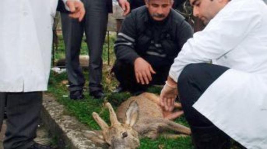 K&ouml;peklerin saldırısında yaralanan karaca tedavi altına alındı