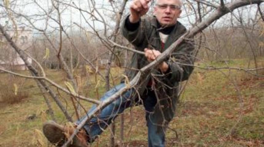 Fındık &uuml;reticileri 2012'de y&uuml;ksek rekolte bekliyor