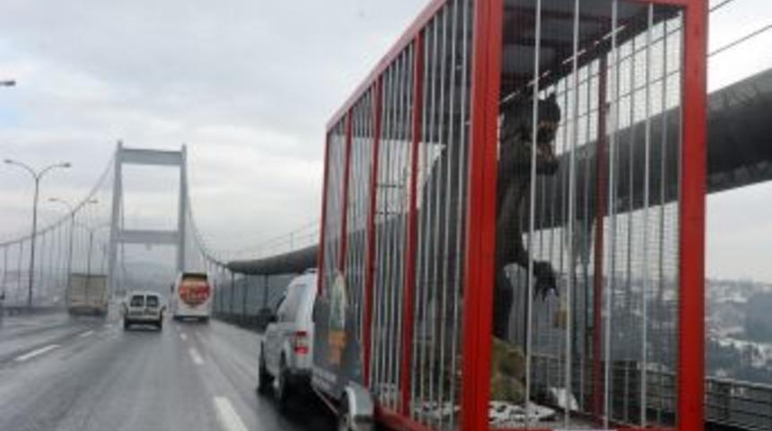 K&ouml;p&uuml;rden dinozor ge&ccedil;ti