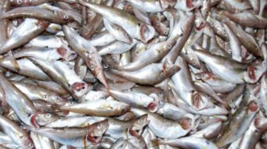 Kış balık tezgahlarını da vurdu