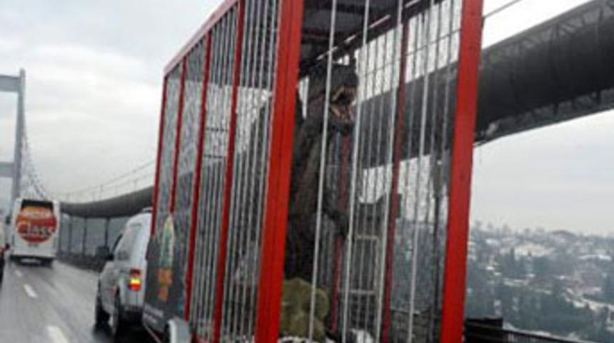 K&ouml;pr&uuml;de dinazor g&ouml;renler şaşırdı