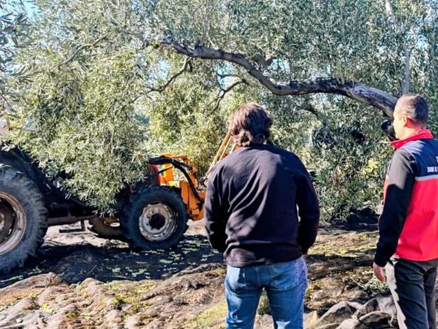 G&ouml;me&ccedil;'te zeytin hasadı devam ediyor
