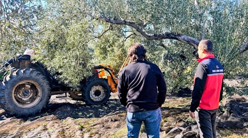 G&ouml;me&ccedil;'te zeytin hasadı devam ediyor