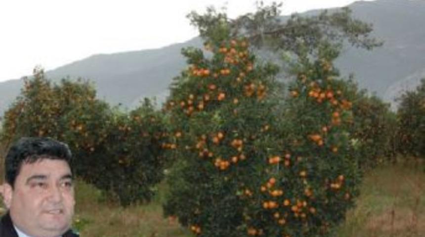 Yağışlar narenciyeyi vurdu.