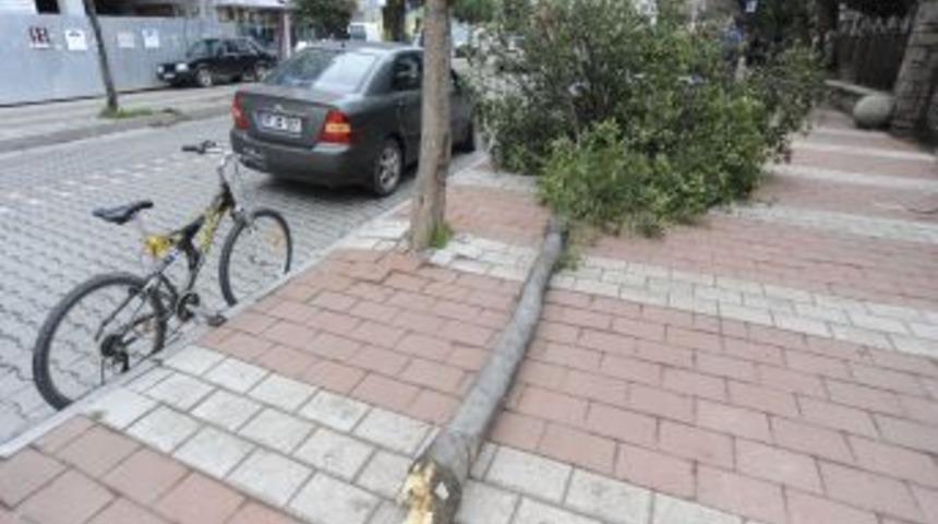 &Ccedil;anakkale&rsquo;de fırtına ağacı k&ouml;k&uuml;nden s&ouml;kt&uuml;