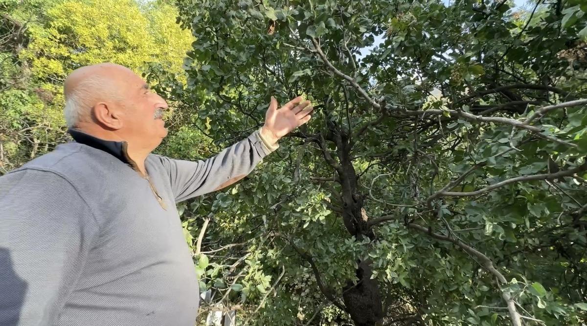 50 yıl önce toprağa dikti, bugün geçim kapısı oldu! “Yüksekova’da olmaz” deniyordu 1