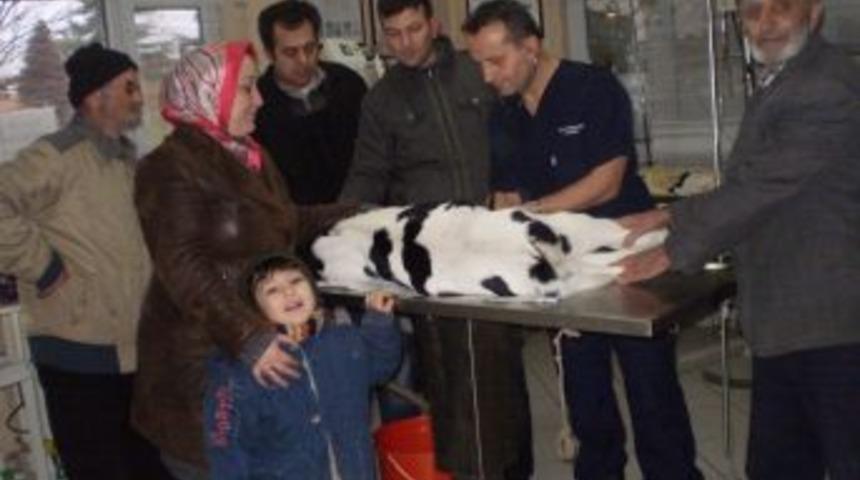 Ameliyat edilen buzağı, 6 ay 'bağırsağı dışarıda' yaşayacak