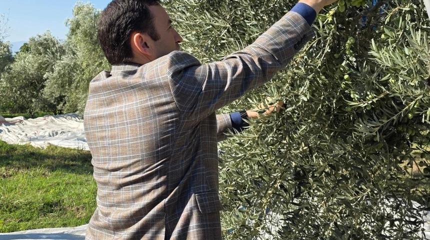 Kuyucak&rsquo;ta zeytin bah&ccedil;elerinde hasat mesaisi