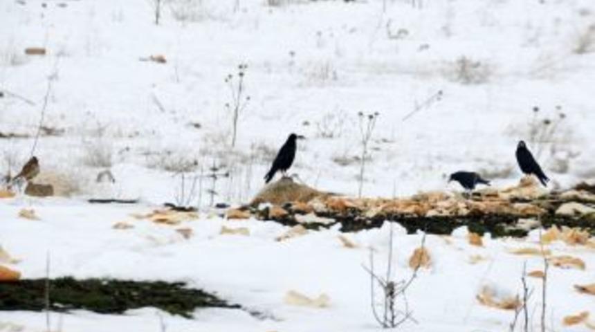 Soğuk ve karlı havada yiyecek bulamayan canlılar i&ccedil;in seferber oldular