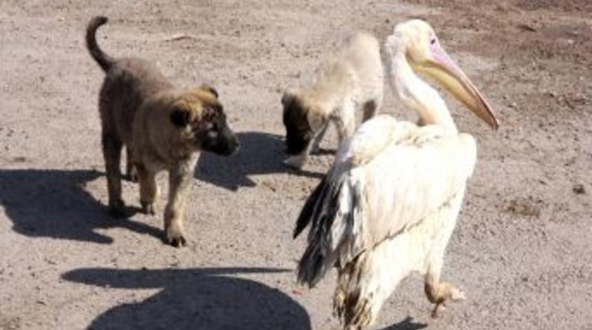 Yaralı pelikana Aksaray Belediyesi sahip &ccedil;ıktı