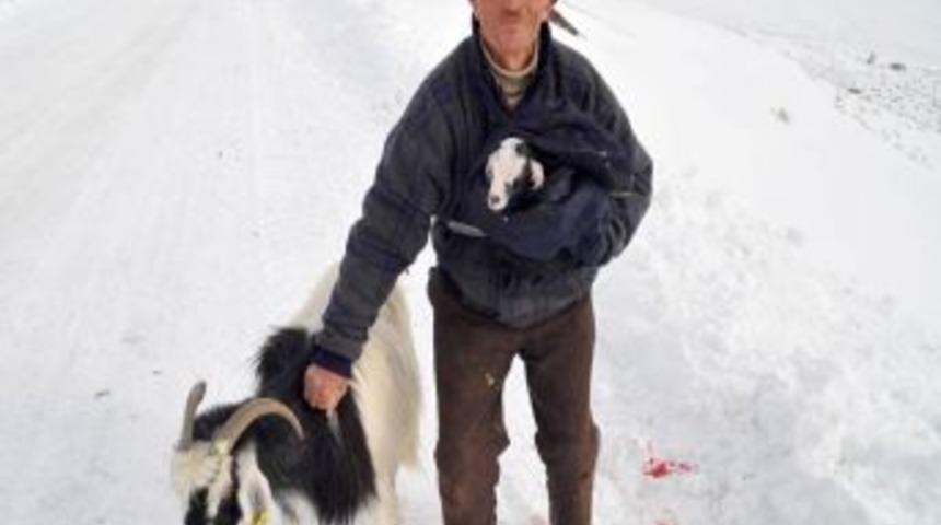 Çiftçinin otlatmaya çıkardığı keçisi yolda yavruladı