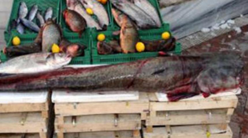 2 metre boyunda yayın balığı yakalandı