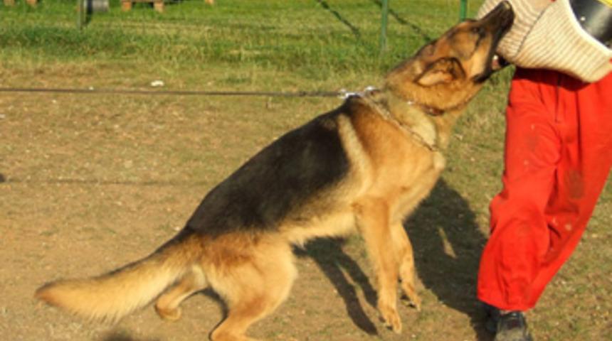 Eğitimli k&ouml;pek 'silah' sayıldı