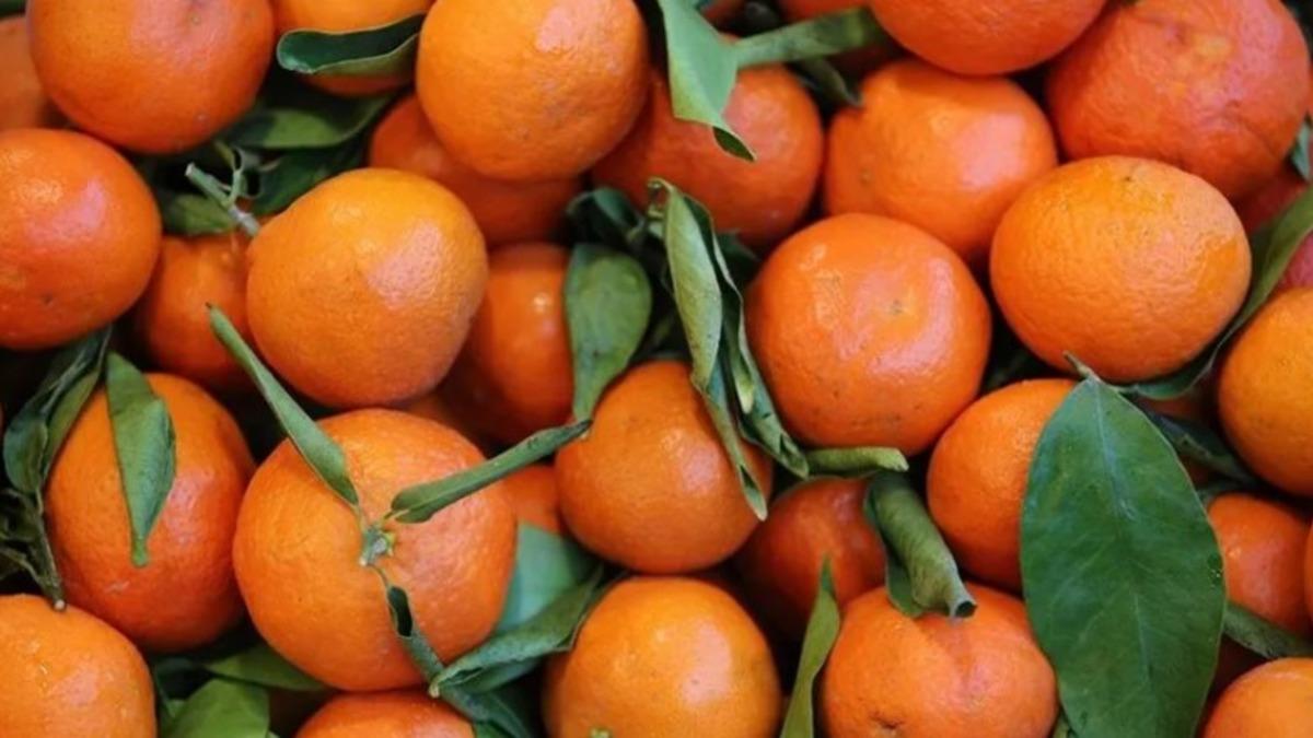 Bahçeden çıktıktan sonra fiyatı 10 katına ulaşıyor 2