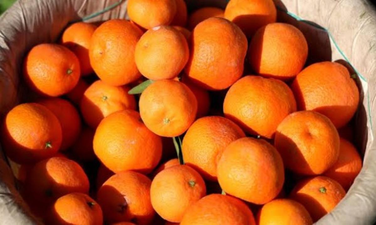 Bahçeden çıktıktan sonra fiyatı 10 katına ulaşıyor 3