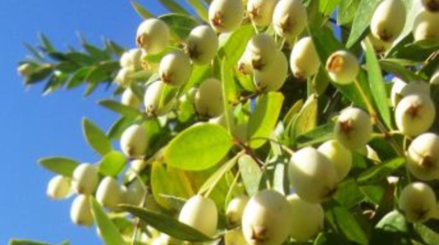 &Ccedil;ukurova&rsquo;nın şifa kaynağı: Hambeles meyvesi