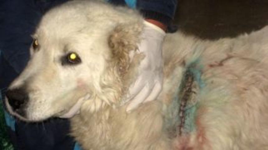 Şehir magandaları k&ouml;peği bı&ccedil;akla delik deşik etti