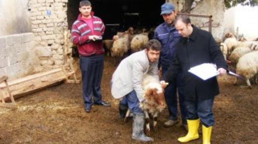 Osmaniye'de anaç koyun ve keçi tespiti yapılıyor