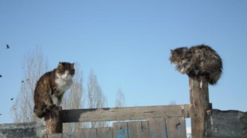 Kediler ayağını yerden kesti