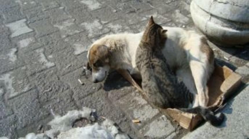 Kedi ve k&ouml;peğin dostluğu