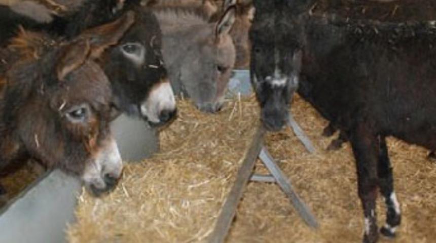 T&uuml;rkiye'nin ilk eşek &ccedil;iftliği kuruldu