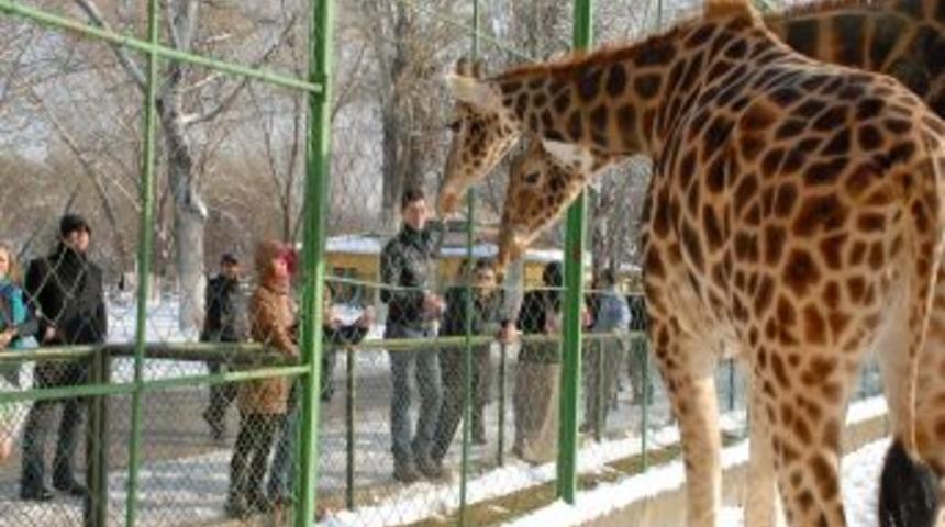 Soğuk havaya rağmen hayvanat bah&ccedil;esinin ziyaret&ccedil;ileri eksik olmuyor