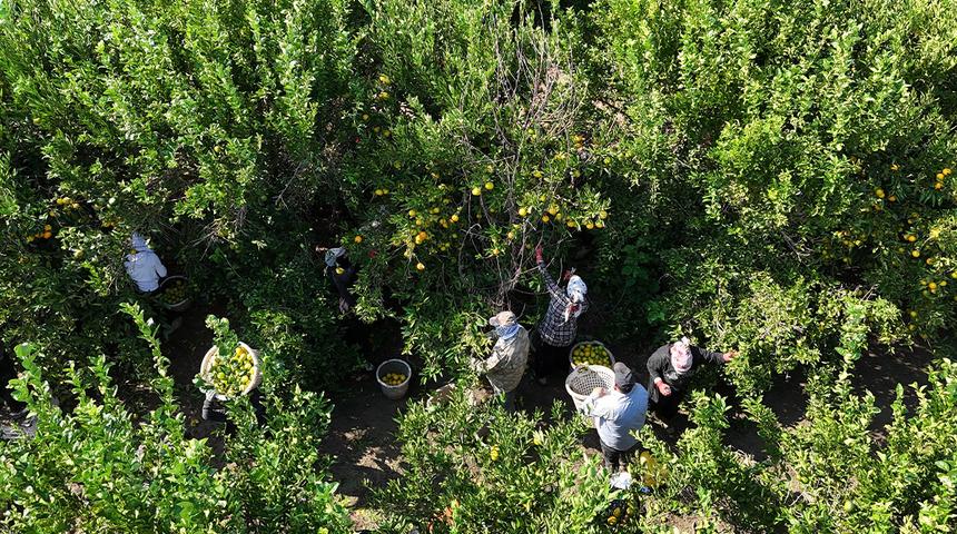 Rusya-Ukrayna savaşı mandalinanın dalında kilogramını geriletti!
