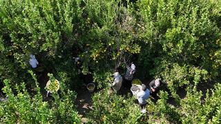 Rusya-Ukrayna savaşı mandalinanın dalında kilogramını geriletti!