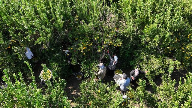 Rusya-Ukrayna savaşı mandalinanın dalında kilogramını geriletti!