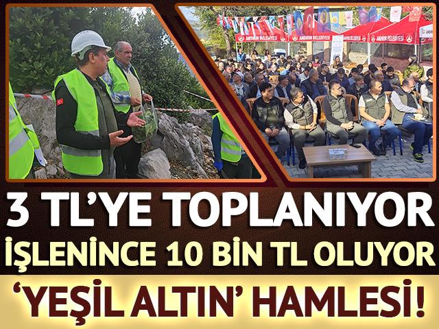 3 TL'ye toplanıyor, işlenince 10 bin TL oluyor: 'Yeşil altın' hamlesi