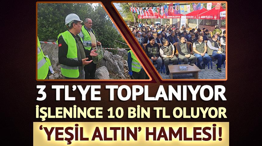 3 TL'ye toplanıyor, işlenince 10 bin TL oluyor: 'Yeşil altın' hamlesi