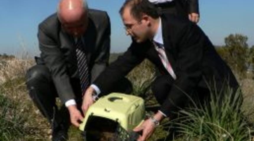 Yaralı bulunan &uuml;&ccedil; kızıl şahin tedavi edilip doğaya salındı