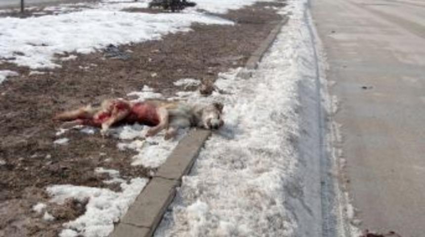 Eskişehir'de15 k&ouml;pek zehirlenerek &ouml;ld&uuml;r&uuml;ld&uuml;