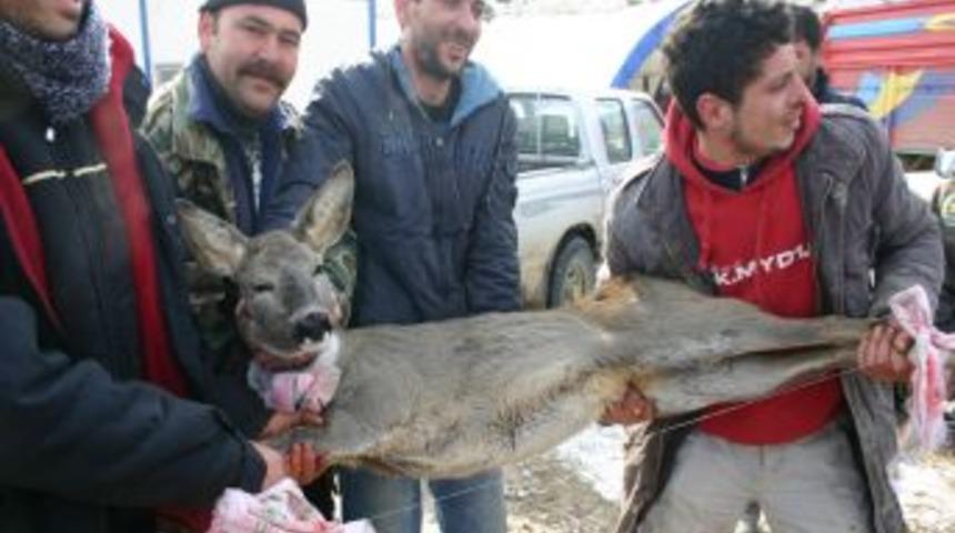 Kanala d&uuml;şen karacalardan &uuml;&ccedil;&uuml; doğaya salındı, biri tedavi altına alındı