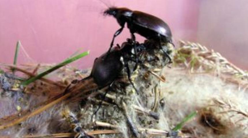 Ormanları laboratuvar b&ouml;cekleri koruyor