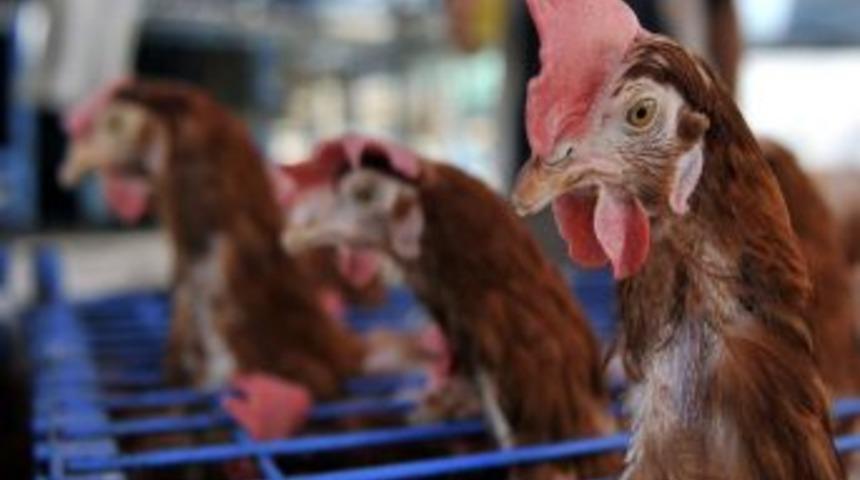 Kanatlı sekt&ouml;r&uuml; u&ccedil;uşa ge&ccedil;ti